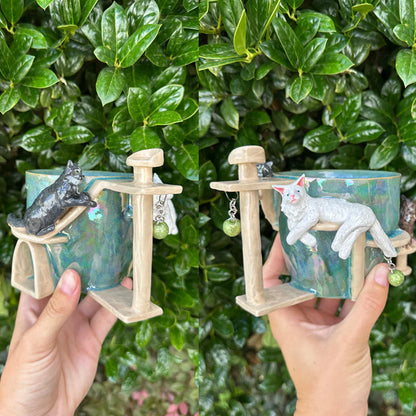 Kittens Around The Water Cup