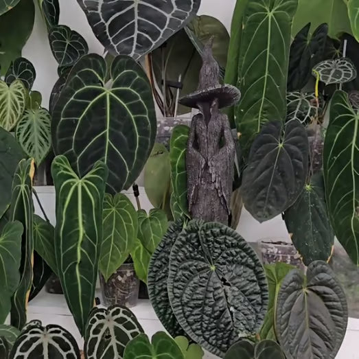 🧙‍♀️The Guardian of Your Home | The Enchanting Witch Statue